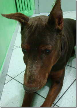 Leishmaniosi canina: lesioni a carico delle mucose