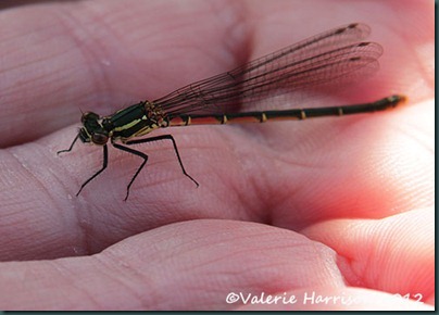 large-red-damselfly-2 (2)