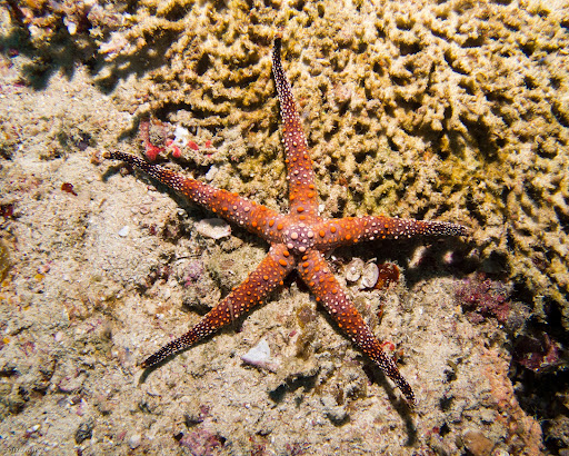 P7034429