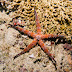 Bumpy sea star - Photo (c) 104623964081378888743, some rights reserved (CC BY-NC-SA)