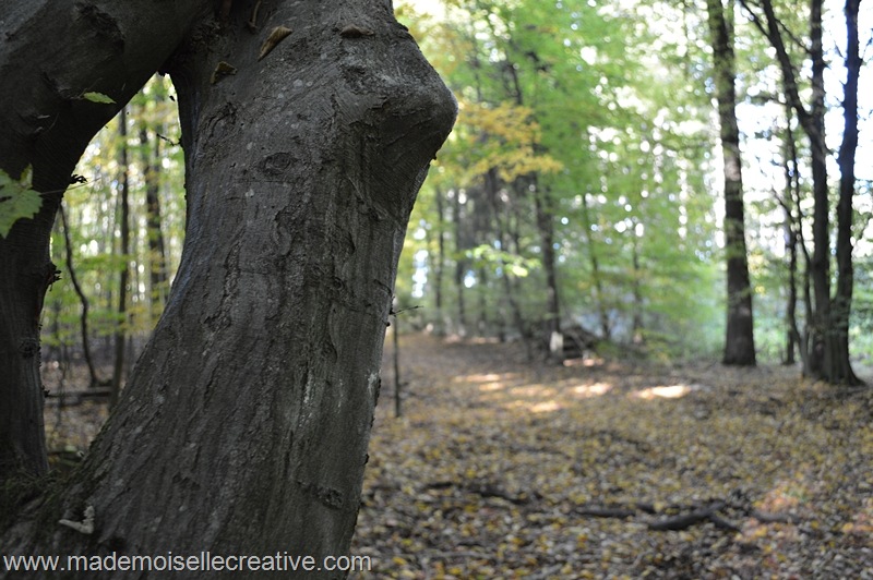 DSC_0391 DSC_0391