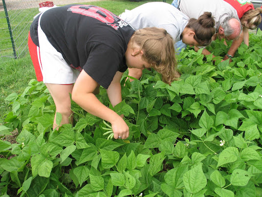 These are volunteers helping to pick homegrown green beans for the College Restaurant. (Photo used with permission.)
