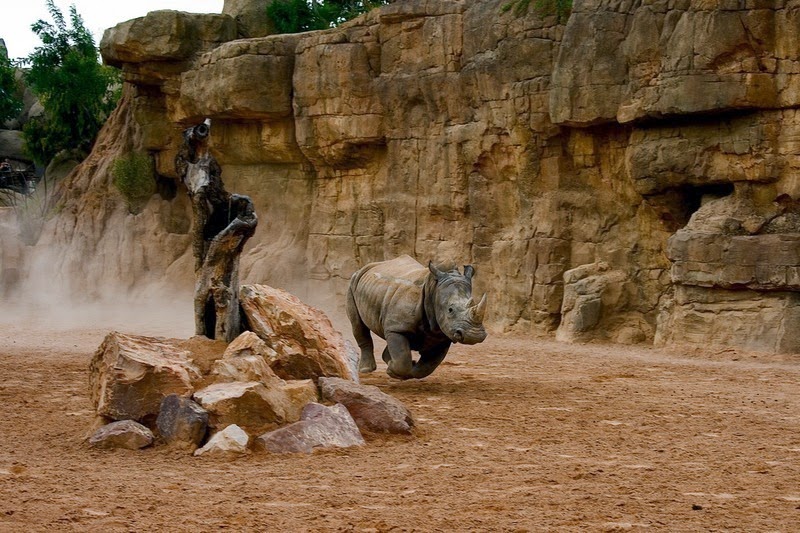bioparc-valencia-13 bioparc-valencia-13