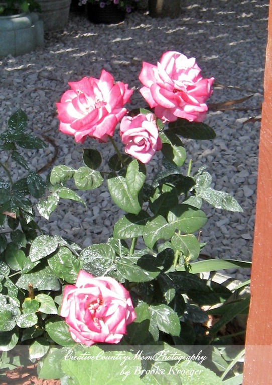[IMG_47352.jpg]
