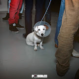 POSERMAG_FRG_BLACKSHEEP_047.jpg