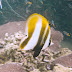 Highfin coralfish - Photo (c) DavidR.808, some rights reserved (CC BY-NC-SA)