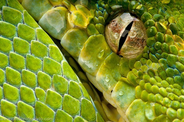 natureze-nature-padrao-pattern-desbaratinando (16) natureze-nature-padrao-pattern-desbaratinando (16)