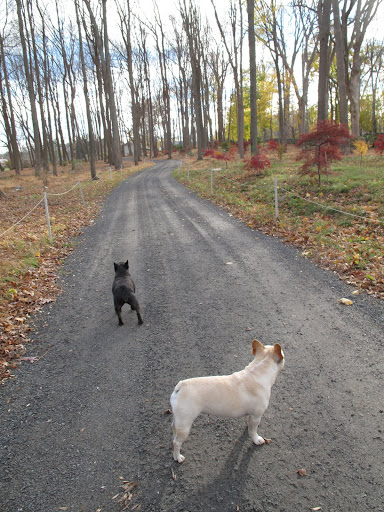 Ah, yes, Franny.  This was a good idea.  The colors of those maples are amazing!