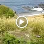 ausgewachsener Pinguin guggt uns schräg an