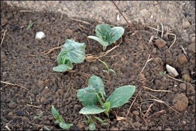mystery vining plants2 mystery vining plants2