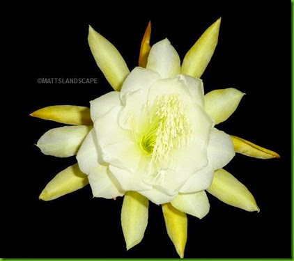 HONEY DEW Epiphyllum hybrid