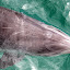 Just Below The Surface - Bay Of Islands, New Zealand