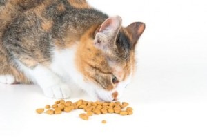 [gatto-mangia-fuori-ciotola-300x199%255B4%255D.jpg]