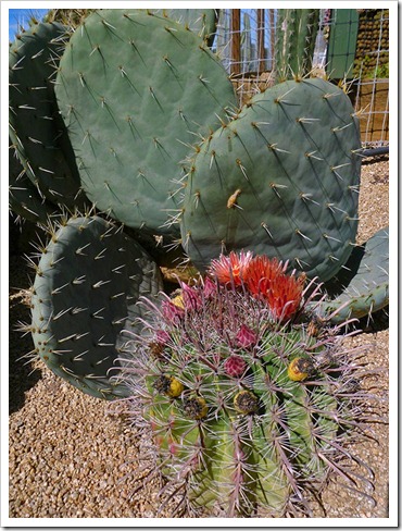 111001_succulent_gardens_ferocactus_peninsulae_01_fixed 111001_succulent_gardens_ferocactus_peninsulae_01_fixed