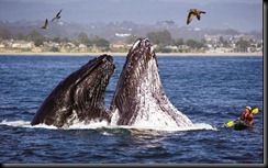 Whales
