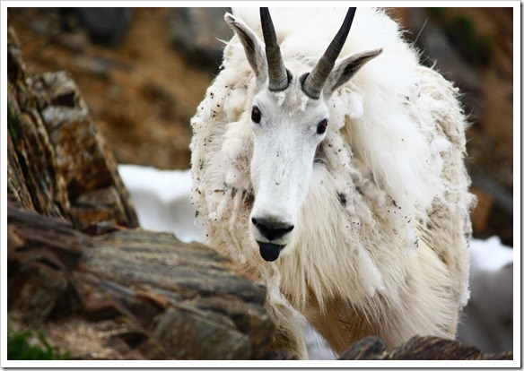 Webster Pass - Mountain Goats 7-26-11 (43)