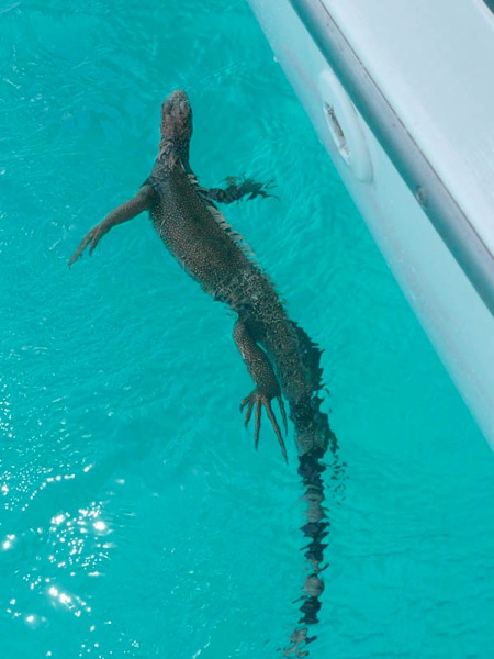 Iguana swimming