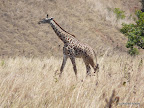 Akagera Nationalpark