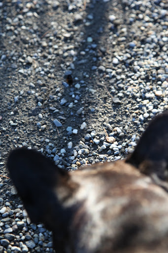 You're right, Sharkey.  These fuzzy creatures have the reputation of being able to forecast the coming winter weather.