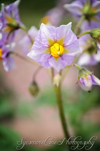 potato flower