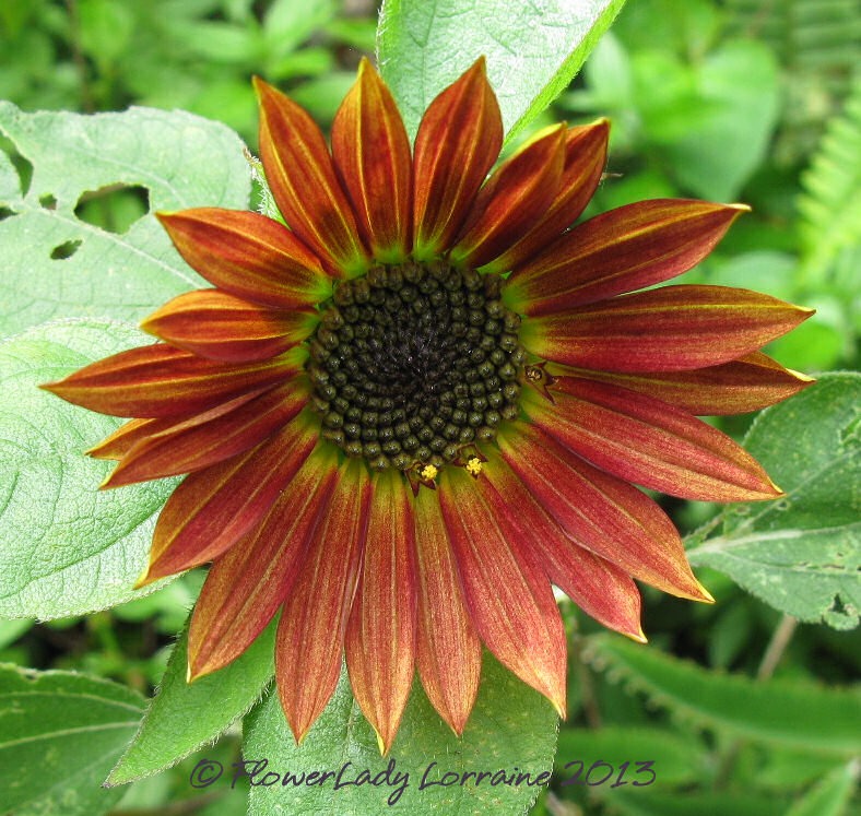 [06-04-sunflower%255B10%255D.jpg]