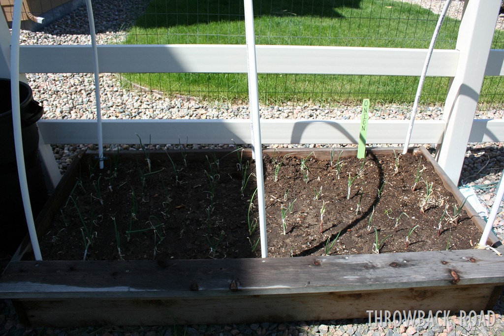 [garden%2520tour%2520may%252029%2520028%255B3%255D.jpg]