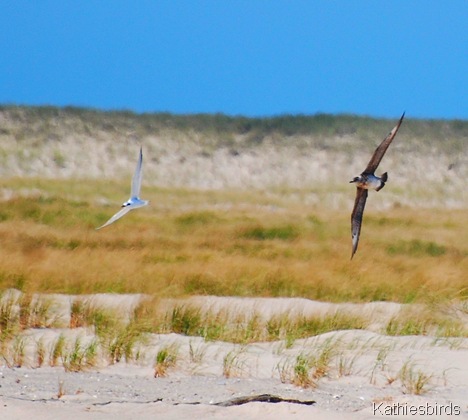 8. jager-tern-kab