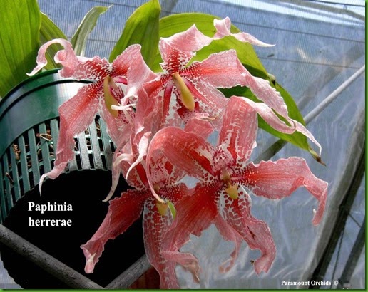 OR Paphinia_herrerae OR Paphinia_herrerae