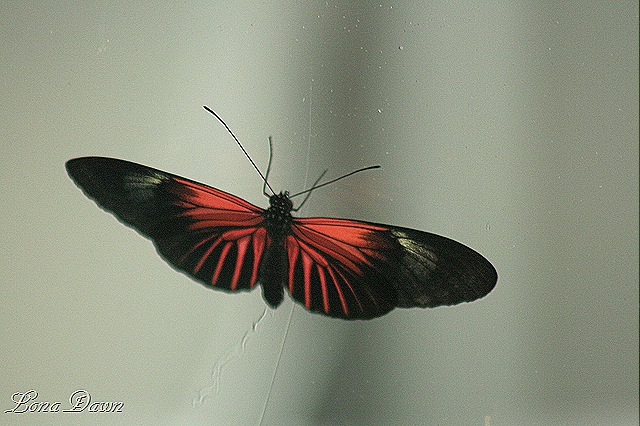 [FPC_Butterflu_Unknown%255B12%255D.jpg]
