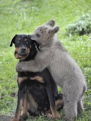 [medo-the-bear-cub-hugs-dog%255B4%255D.jpg]
