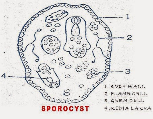 labelled diagram of fasciola hepatica diagram liver fluke images how to guide and refrence labelled diagram of fasciola hepatica diagram liver fluke images how to guide and refrence