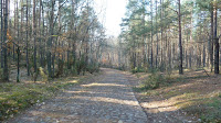 Zółty szlak Photo