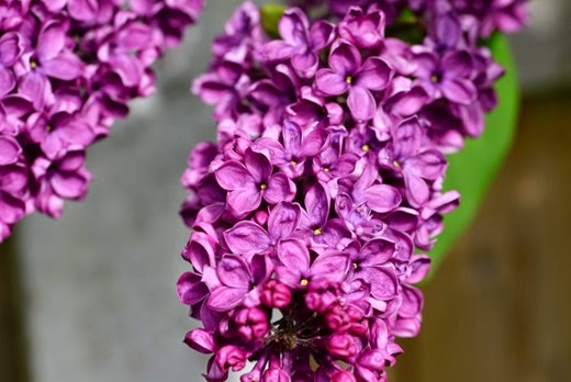 Lilac - purple - the lie-luck bush