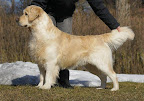 TEMPLETON V.D.GOLDEN ANGELS (Amos) Amos_20110317.jpg