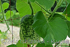 Glória Ishizaka -   Kyoto Botanical Garden 2012 - 73