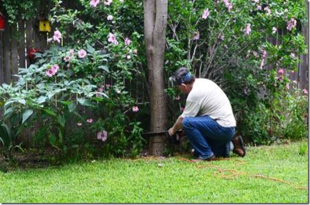 tree felling for what it's worth-jeannie