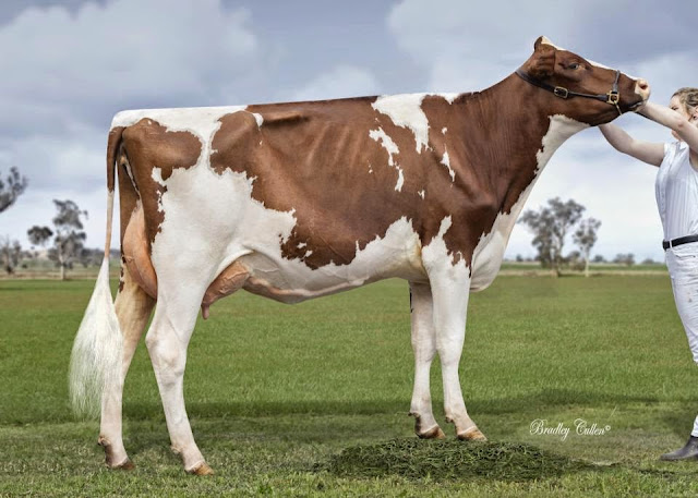 Three Creeks Rosarian 4.jpg