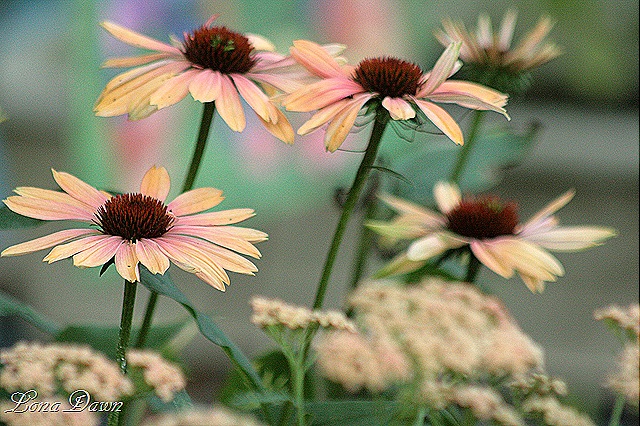 [SUmmerSky_Coneflowers9.jpg]