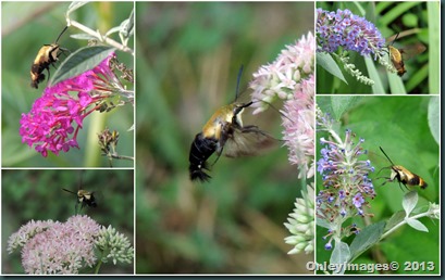 clear wing moth collage1