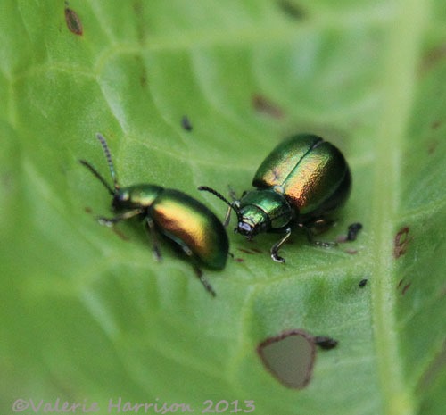[50-green-dock-beetles%255B2%255D.jpg]