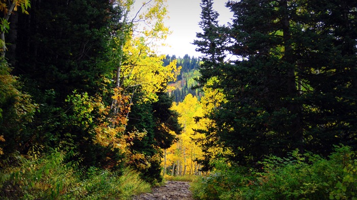 colorful leaves along White Pine Lake trail!