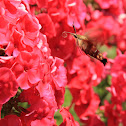 Snowberry Clearwing
