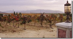 hillside_vineyard hillside_vineyard