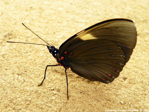 Lépidoptères de Pitangui au Minas Gerais - Hamadryas velutina browni JENKINS, 1983, femelle, verso. Pitangui (Minas Gerais, Brésil), 30 mai 2011. Photo : Nicodemos Rosa