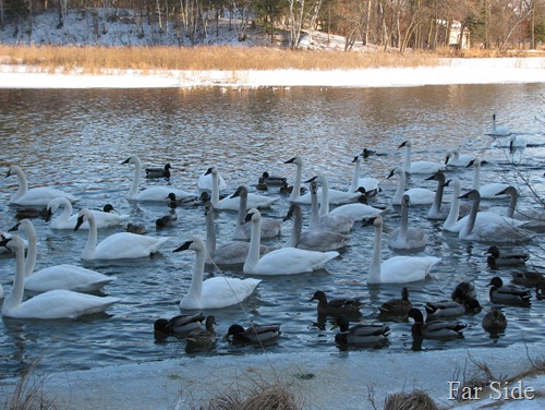 Swans and Ducks on the river Jan 20