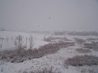 denver