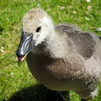 Feeding Geese - May 25, 2009