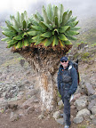 Old tree near Barranco Camp.