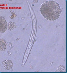 01_Nematode_lrg