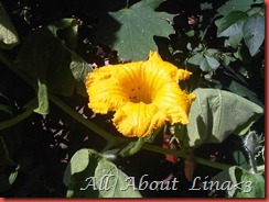 IM
